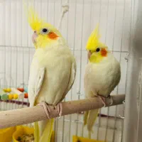 عروس هلندی نر وماده