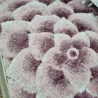 فرش فانتزی|فرش|بیرجند, |دیوار