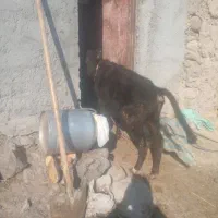 گاوگوساله ماده دامازدق|حیوانات مزرعه|اردبیل, |دیوار