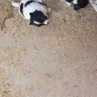 واگذاری پاکوتا|سگ|گنبد کاووس, |دیوار