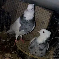 تعدادی طوقی وکاشانی تهرانی برای معاوضه