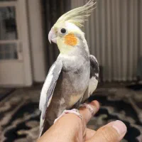 عروس هلندی سیامون