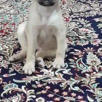فروش توله دوماه پاگ