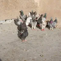 کبوتر|پرنده|شیراز, پانصد دستگاه ارتش|دیوار