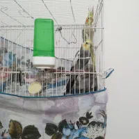 نروماده عروس هلندی به ضمانت همراه باجوجه|پرنده|تربت‌حیدریه, آغوی|دیوار