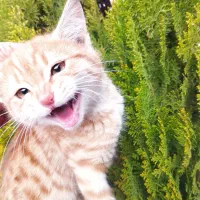 واگذاری بچه گربه|گربه|کرمانشاه, |دیوار