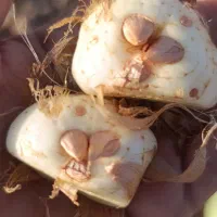 پیاز زعفران