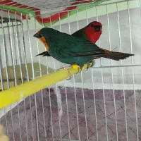 فنچ طوطیوار