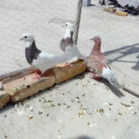 کفتر