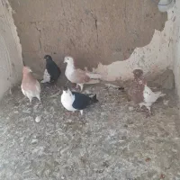 کبوتر شهرستانی|پرنده|هشتگرد, قاسم آباد بزرگ|دیوار