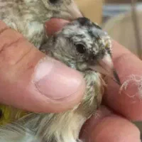 سهره|پرنده|تهران, خاوران|دیوار