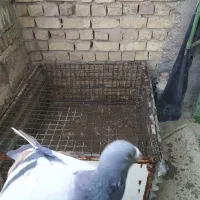 6عدد جوجه با یک عدد نر پلاکی