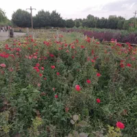 گل و گیاه