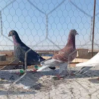 ۶عدد|پرنده|عطاملک, |دیوار