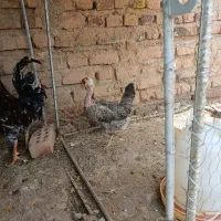 مرغ نژاد دارگردن لق تخمی