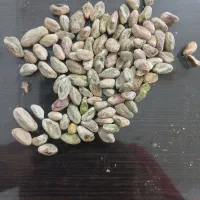 مغز پسته کال