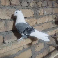 تعدادی کفتر خوب