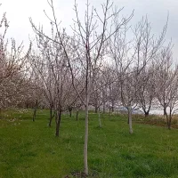 باغ-فروشی