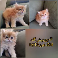 گربه های اشرافی|گربه|مشهد, احمدآباد|دیوار