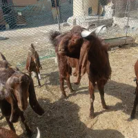 ماشهر جراحی روستای گرگر