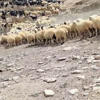 فروش گله میش زاییده بز بزغاله معاوضه با ایسوزو|حیوانات مزرعه|شاهین‌شهر, |دیوار