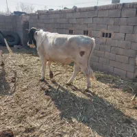 گاو نر یکساله جوان|حیوانات مزرعه|زیرکوه, |دیوار