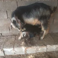 بز دوقلو|حیوانات مزرعه|بهبهان, |دیوار