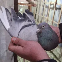 ۵ عدد کفتر کار درست|پرنده|تهران, افسریه شمالی|دیوار