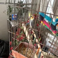 عروس هلندی نر آماده جفت