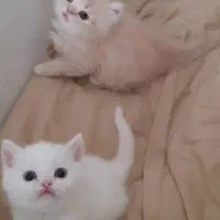 گربه کت|گربه|صدرا-فارس, فاز ۱|دیوار