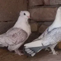 پشت طاوسی و طوقی