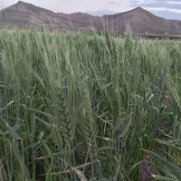 بذر گندم آبی امسال قیمت ۲۲هزار