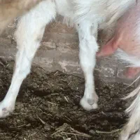 بز بزغاله میش|حیوانات مزرعه|تربتحیدریه, پائین ولایت|دیوار