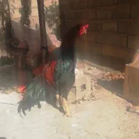 دوتا خروس افغان خالص|حیوانات مزرعه|وزینه, |دیوار