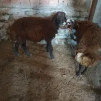 نربره دو عدد