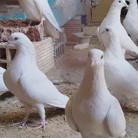 کبوتر پتی والا خون خالص سلطان آسمان