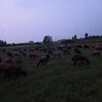 فروش گوسفند و بز زنده