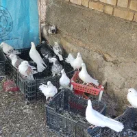 فروش کبوتر تعداد بالا