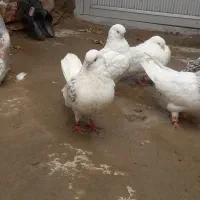 کبوتر|پرنده|گوگان, |دیوار