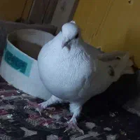 یک عدد کبوتر نرکه باهاش حلقه سبزسفیدداره باخت رفته