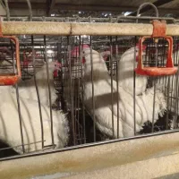 مرغ سفید تخمی تخمگذار پرصاف