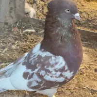 کفتر جفت کله سرخ