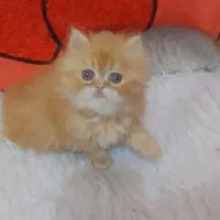 پرشین نر گارفیلدی و بریتیش بلو گلد
