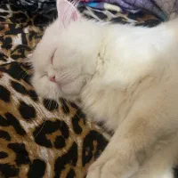 گربه پرشین واگذاری