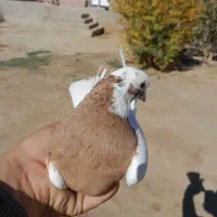 کبوتر طوقی|پرنده|ملکان, |دیوار