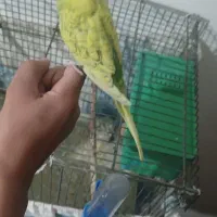 مرغ عشق دستی|پرنده|ساوه, |دیوار