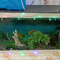 آکواریوم باهمه وسایل|ماهی|بم, |دیوار