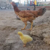 مرغ وخروس لاری