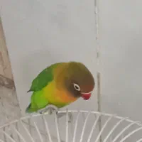 کوتوله برزیلی