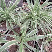 ۱۰ عدد گندمی ۳۰۰ تومن|گل و گیاه طبیعی|تربت جام, میان جام|دیوار